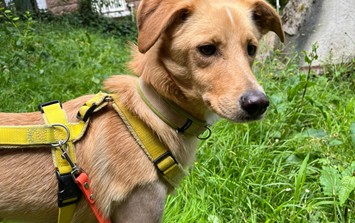 Hund Axel