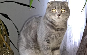Kater Miki
