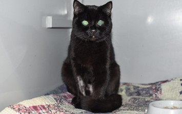 Katze Mishka